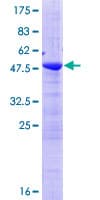 Human ZMAT2 Protein (Recombinant GST)