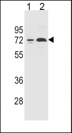 IHC-plus™ Polyclonal Rabbit anti-Human CYP2B6 Antibody (aa235-263, IHC, IF, WB)