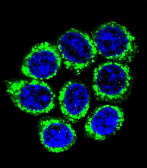 GOLGA8A Antibody (aa129-157)