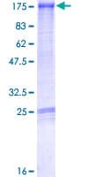 Human MPHOSPH9 Protein (Recombinant GST)