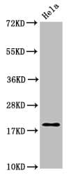 MOBP Antibody