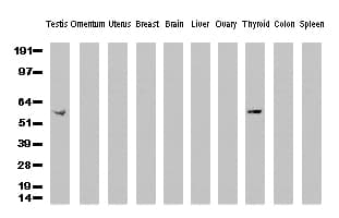 CD5 Antibody (clone UMAB9, Carrier-free)