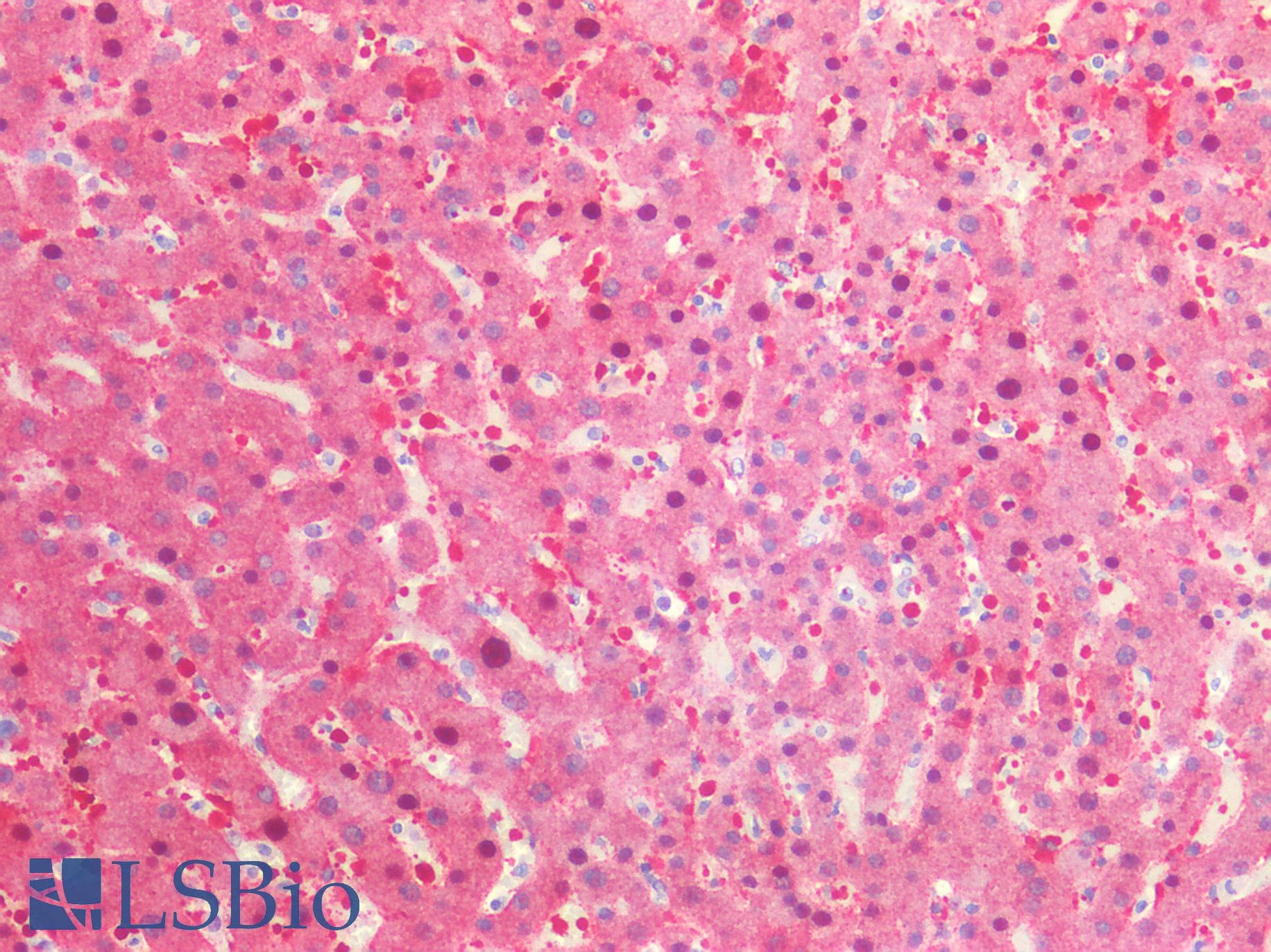 IHC-plus™ Monoclonal Mouse anti-Human SULT2A1 / Sulfotransferase 2A1 Antibody (clone AT13E10, IHC, IF, WB)
