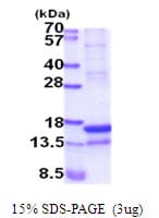 Human REG4 / REG-IV Protein (Recombinant His)
