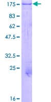 Human GTF3 / GTF2IRD1 Protein (Recombinant GST)