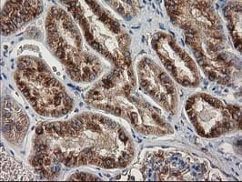 TUBB4 / Tubulin Beta 4 Antibody (clone 3C12, Carrier-free)