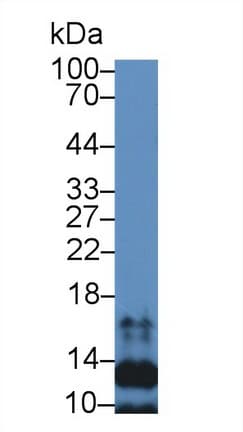 CCL21 / SLC Antibody (aa24-134, APC)