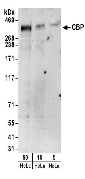 CREBBP / CREB Binding Protein Antibody (aa975-1025)