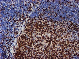 MEF2C Antibody (clone OTI4G8)