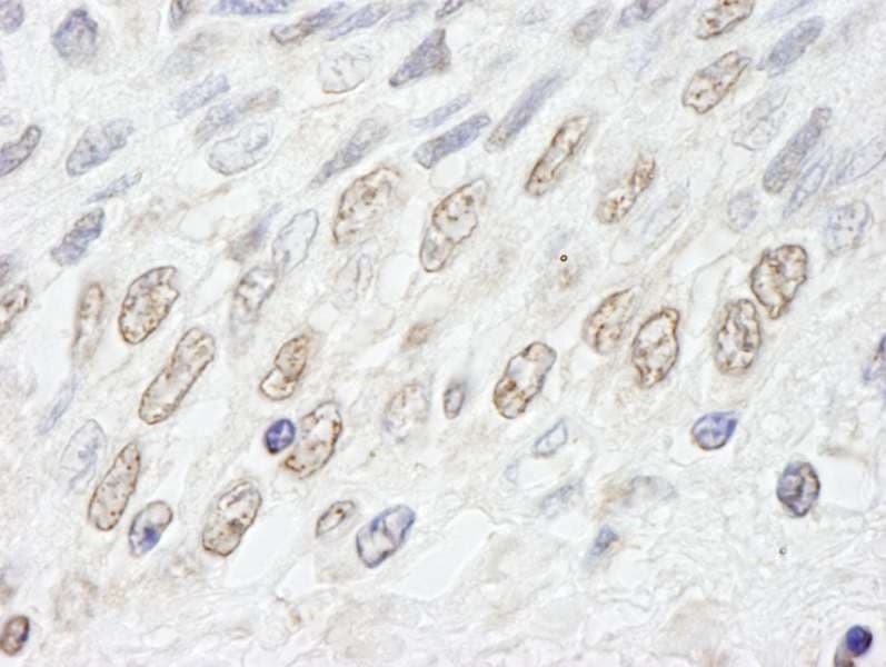 NUP50 Antibody (aa418-468)
