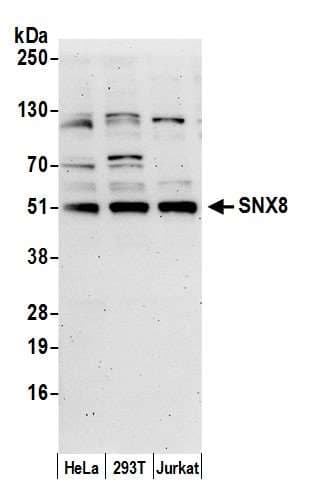 SNX8 Antibody (aa350-400)