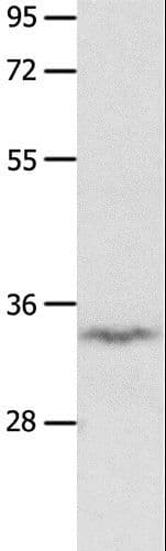 IGFBP7 / TAF Antibody