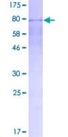 Human ERG Protein (Recombinant GST)