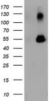 SQSTM1 Antibody (clone OTI4A12, Carrier-free)