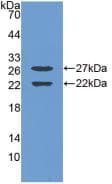 ZIF268 / EGR1 Antibody (aa273-431, APC)