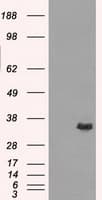 AKR1A1 Antibody (clone OTI8E12)