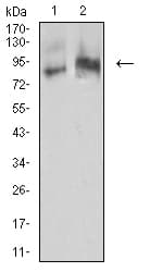 IHC-plus™ IGHM / IgM Antibody (clone 9A8A4)
