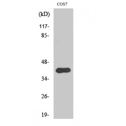 AMID / AIFM2 Antibody (110-190 aa, Internal)