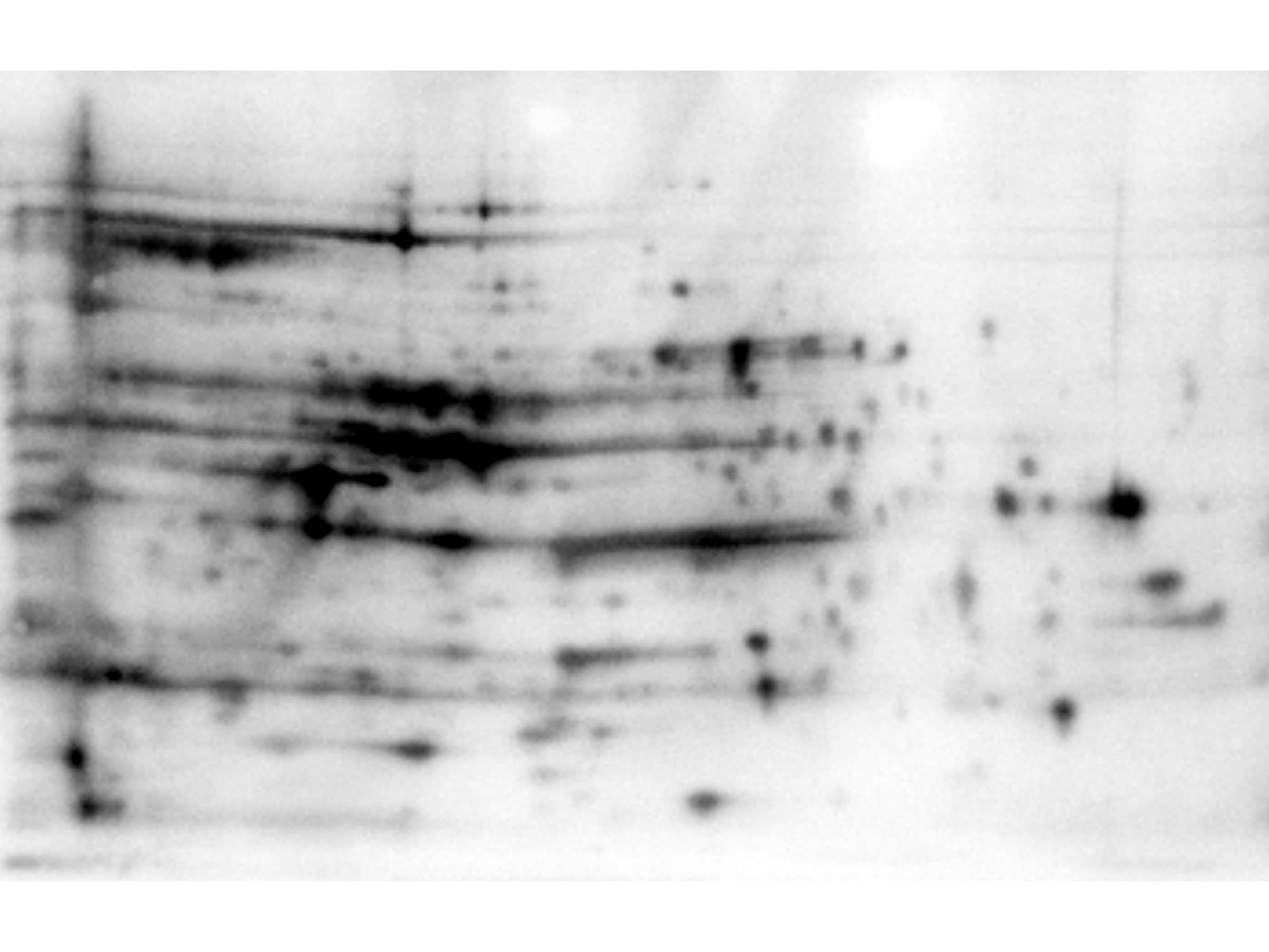 Polyclonal Rabbit anti-E. coli E. coli LMW Proteins Antibody (WB)