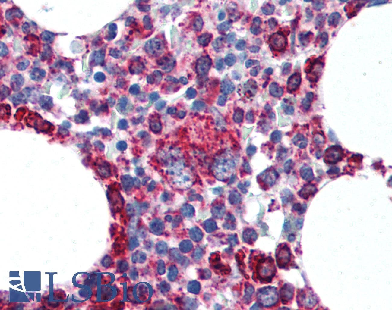 IHC-plus™ CYCS / Cytochrome c Antibody (aa1-80, clone 7H8.2C12)