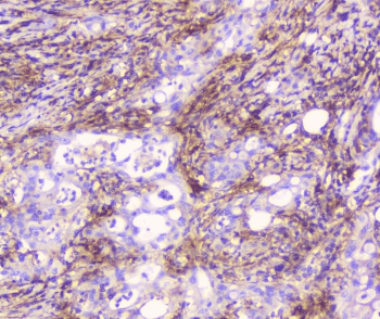 CD32A Antibody