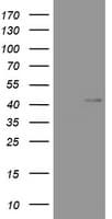 Monoclonal Mouse anti-Human WNT3 Antibody (clone OTI2A4, WB)