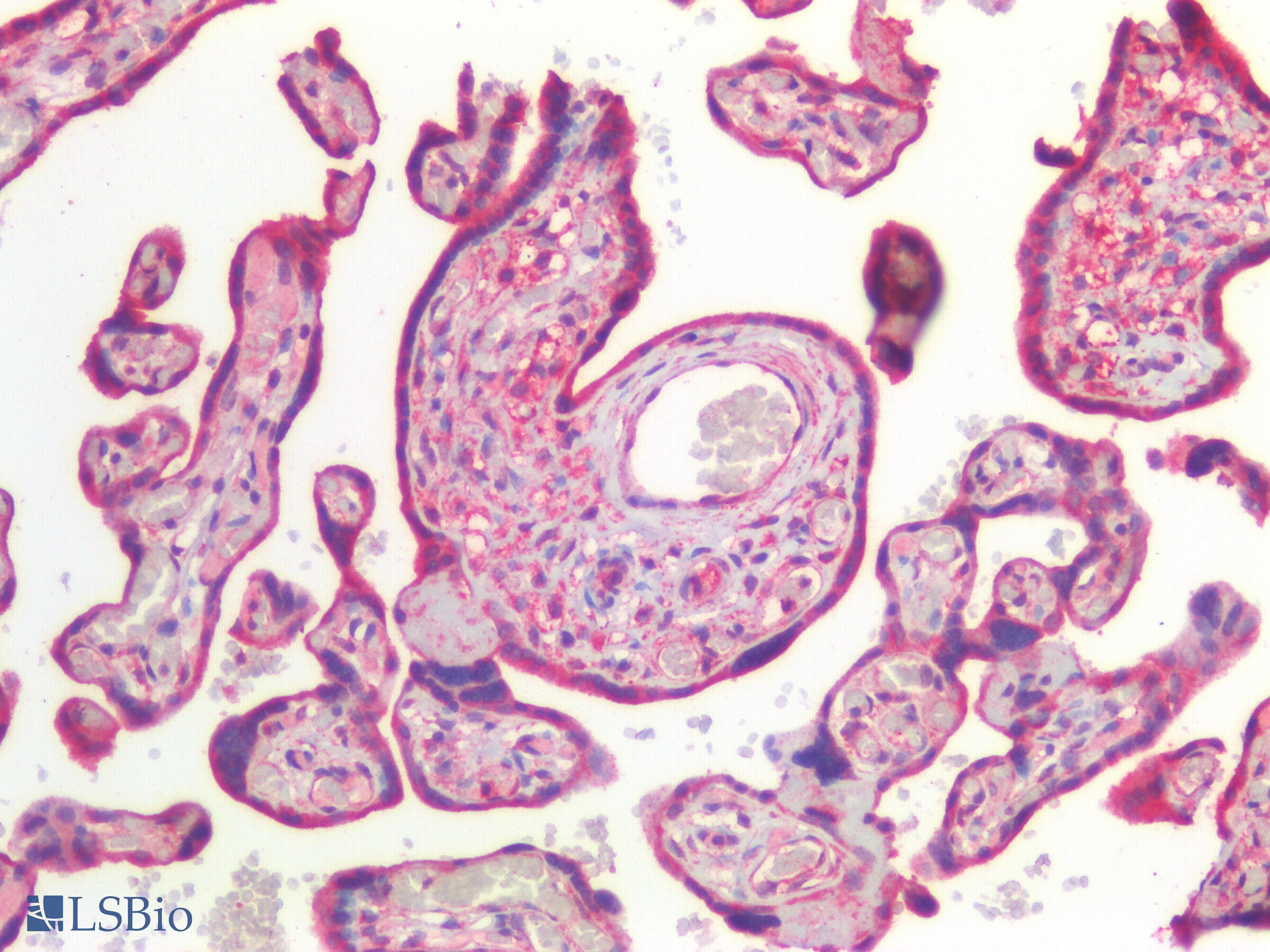 PathPlus™ Polyclonal Rabbit anti-Human CANX / Calnexin Antibody (IHC)