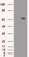 HDAC10 Antibody (clone OTI5A1)