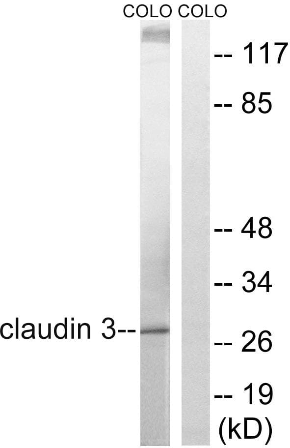 Polyclonal Rabbit anti-Human CLDN3 / Claudin 3 Antibody (p219, WB)