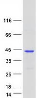 Human CLUAP1 Protein (Recombinant Myc-DDK (Flag))