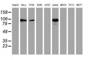 ERIC-1 / TACC3 Antibody (clone OTI8B7)