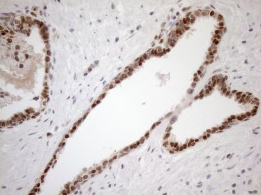 MGMT Antibody (clone OTI6C4, Carrier-free)