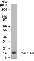 IHC-plus™ Histone H2B Antibody (aa111-125)