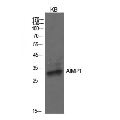 Polyclonal Rabbit anti-Human AIMP1 / EMAP II Antibody (91-140 aa, Internal, WB)
