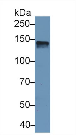 SPARCL1 / Hevin Antibody (aa298-545)