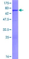 Human ENPP7 Protein (Recombinant GST)