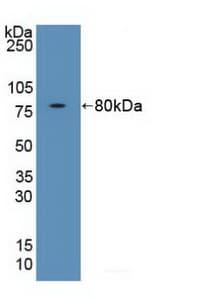 FKBP5 / FKBP51 Antibody (aa2-457)