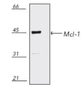 IHC-plus™ MCL1 / MCL 1 Antibody