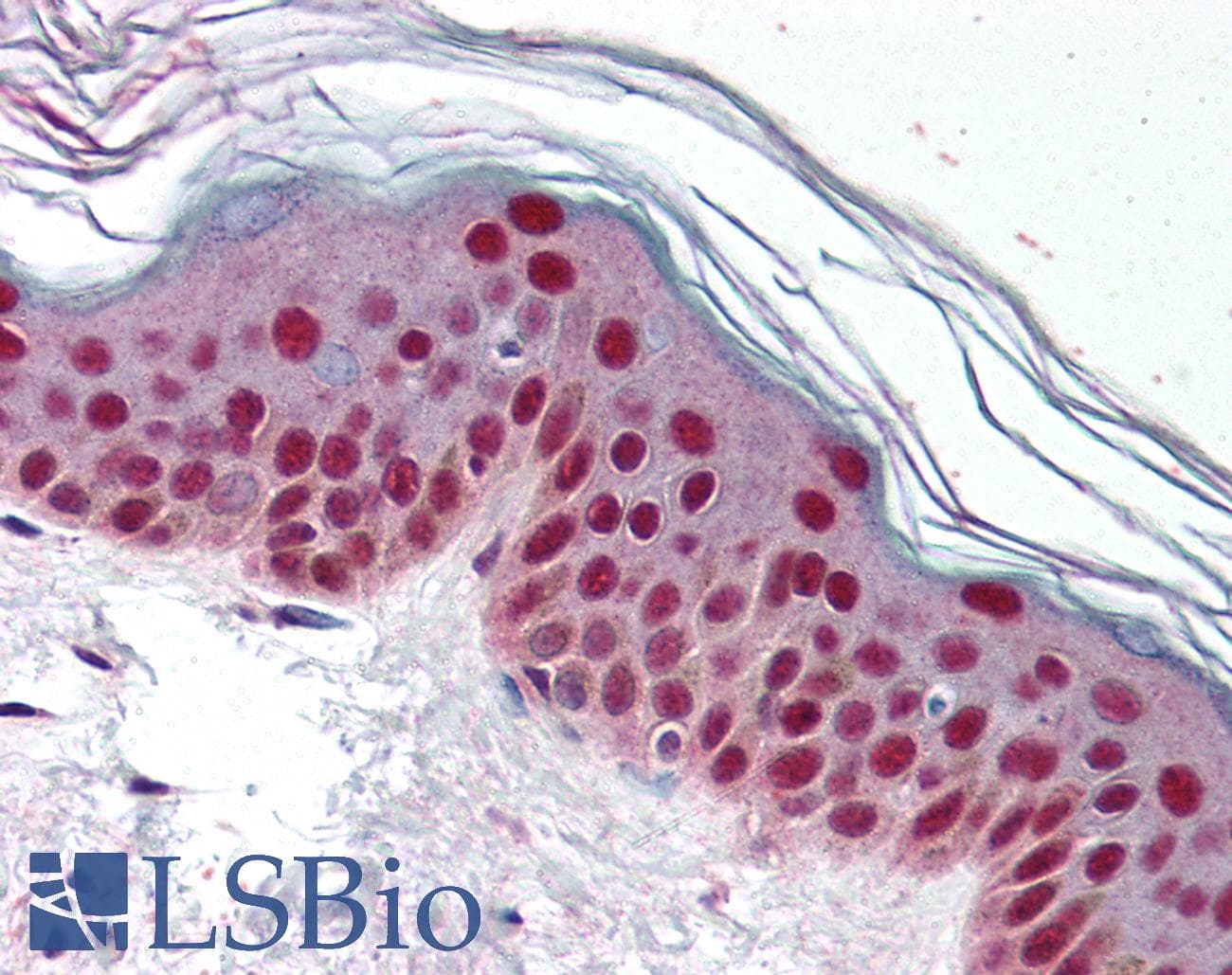 IHC-plus™ CDK9 Antibody (N-Terminus and C-Terminus)