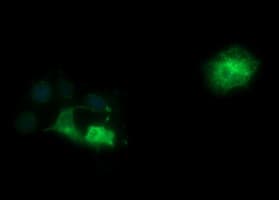 SYP / Synaptophysin Antibody (clone OTI5H2, Carrier-free)