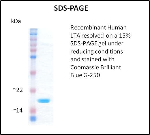 Human LTA / TNF Beta Protein (Recombinant)