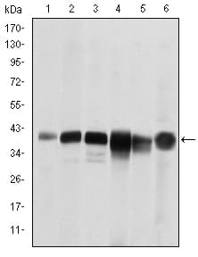 SMN1 Antibody (clone 5H1)