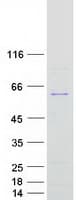 Human NMD3 Protein (Recombinant Myc-DDK (Flag))
