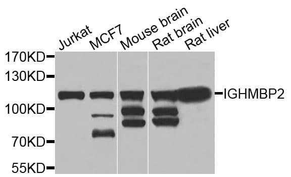 Polyclonal Rabbit anti-Mouse IGHMBP2 Antibody (WB)