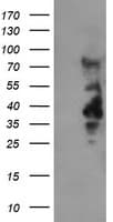 IHC-plus™ LRRC25 Antibody (clone 1B3)