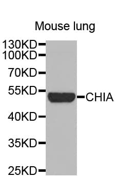 CHIA / Amcase Antibody