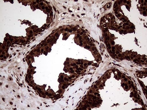 TALDO1 / Transaldolase 1 Antibody (clone OTI1E5, Carrier-free)