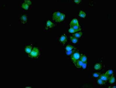 ACTL9 Antibody