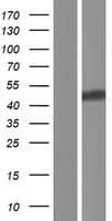 DOC2A Protein (Over-Expression Lysate Myc-DDK (Flag))