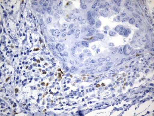 CTLA4 / CD152 Antibody (clone UMAB249, Carrier-free)